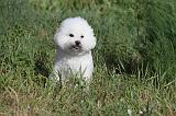 BICHON FRISE 036